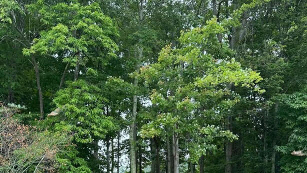 A wooden dock extending into a forested area with a small pond. - Charming 2-bedroom lakehouse with HVAC in cozy Roxboro (Roxboro)