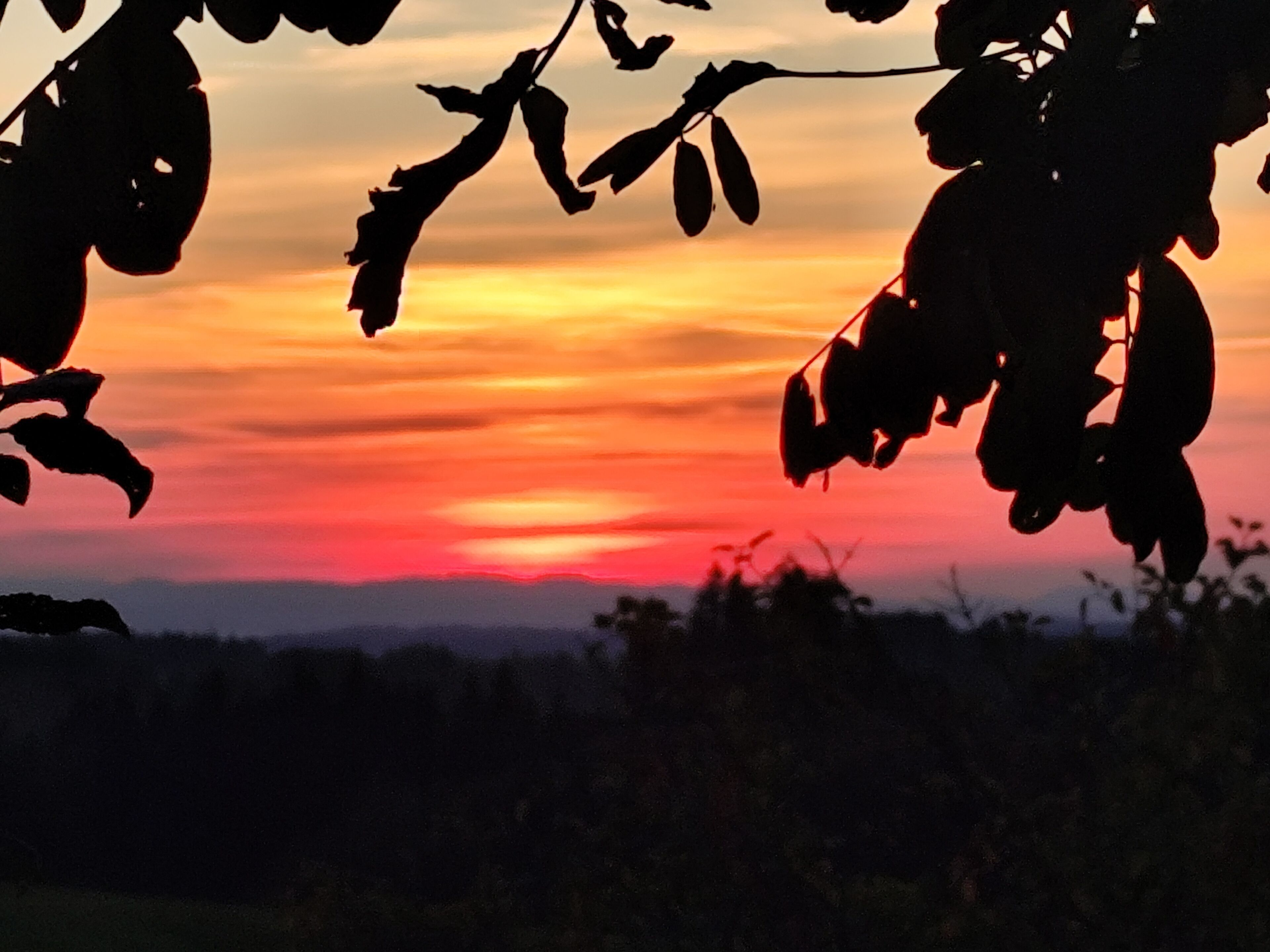 Silhouettenhaft dargestellte Baumzweige vor einem Sonnenuntergangshimmel.
