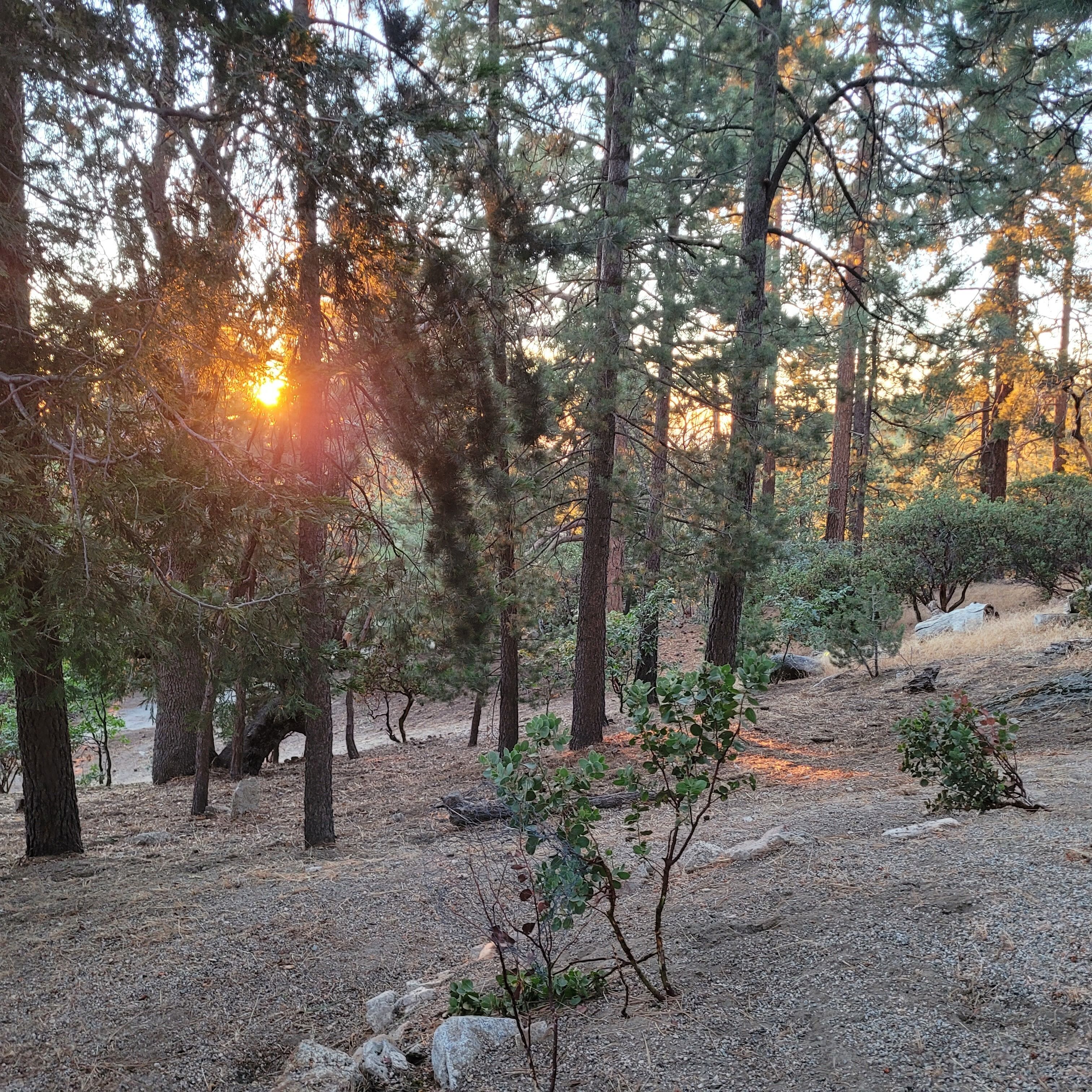 Uma área arborizada com árvores e um caminho de terra.