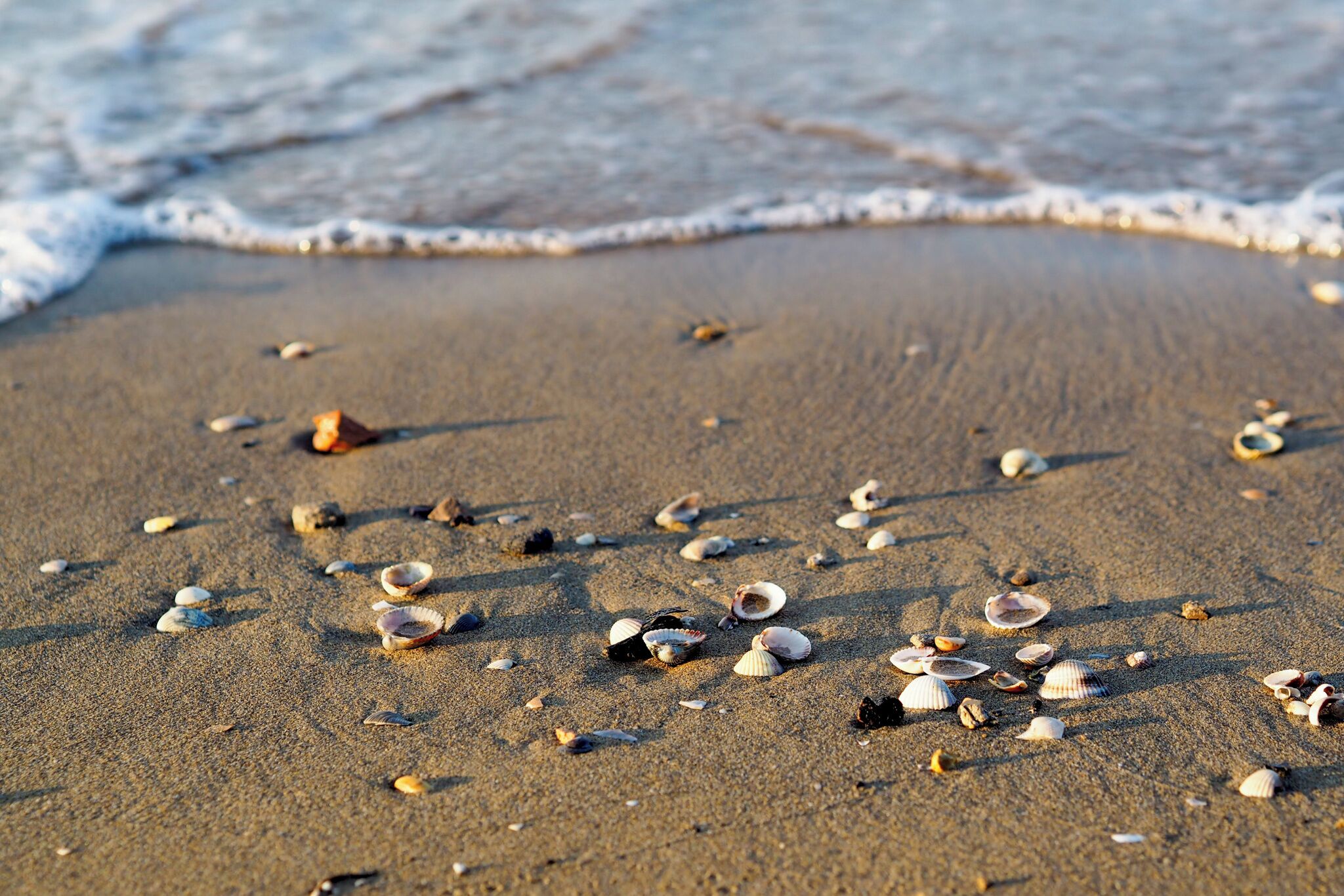 Une plage de sable où sont dispersés quelques coquillages, et où les vagues se brisent doucement.