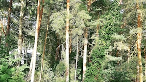 En tät skog med höga träd och ett staket av trä.