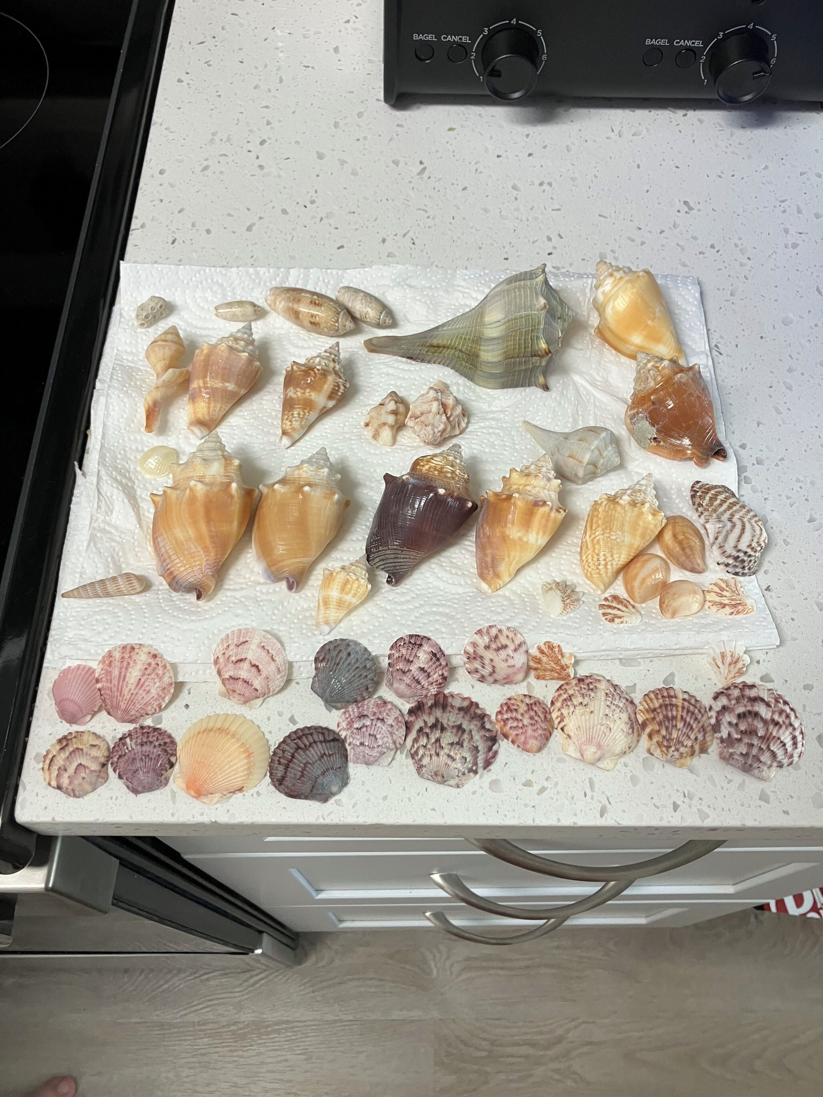 Un piano di lavoro in cucina con diverse conchiglie disposte su un asciugamano di carta.