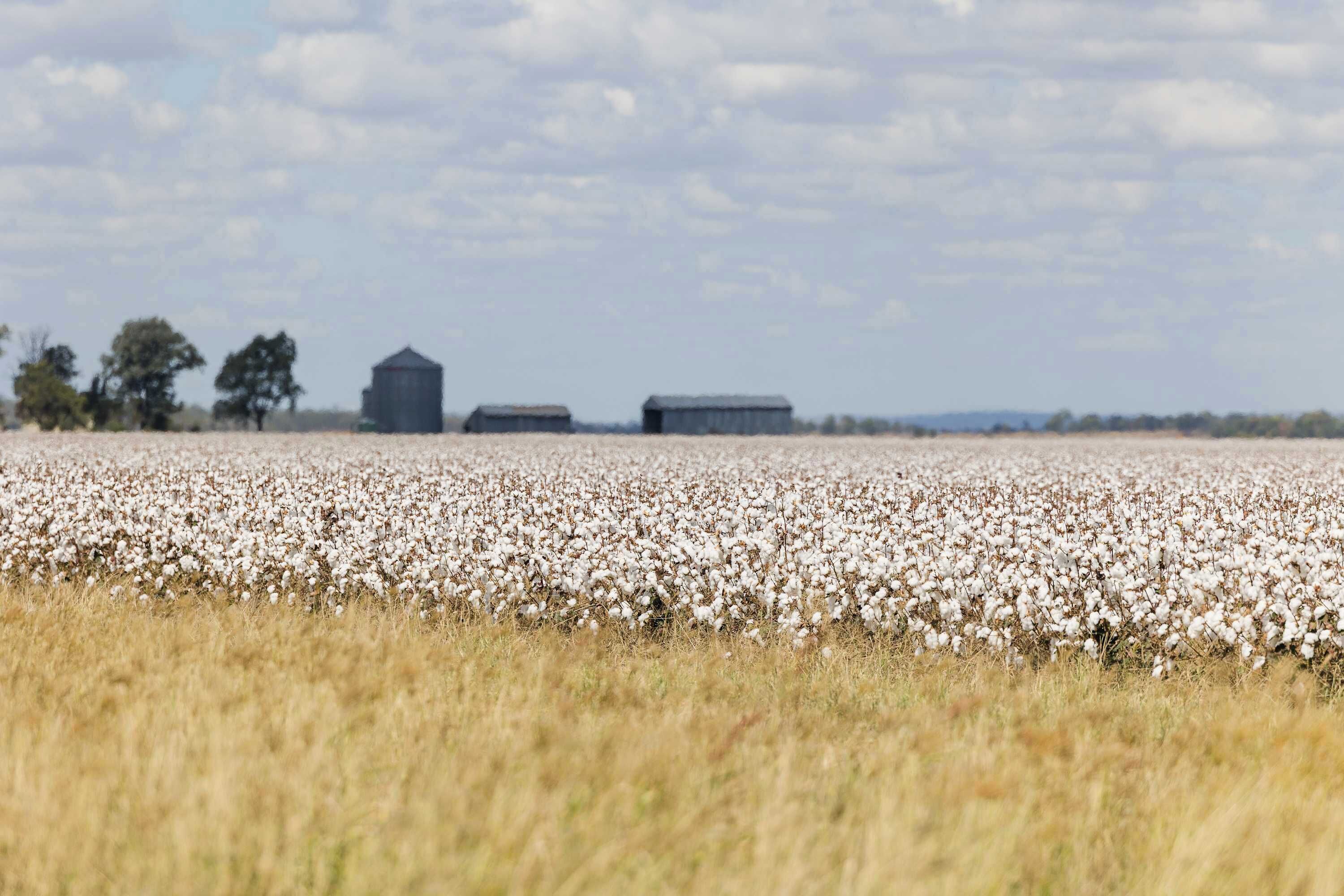 Un champ de coton avec deux granges en arrière-plan.