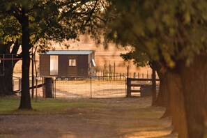 Property grounds - Billy Button by Tiny Away (Maindample)