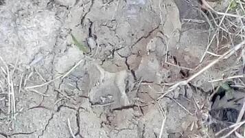 Primer plano de tierra seca y agrietada con poca vegetación.