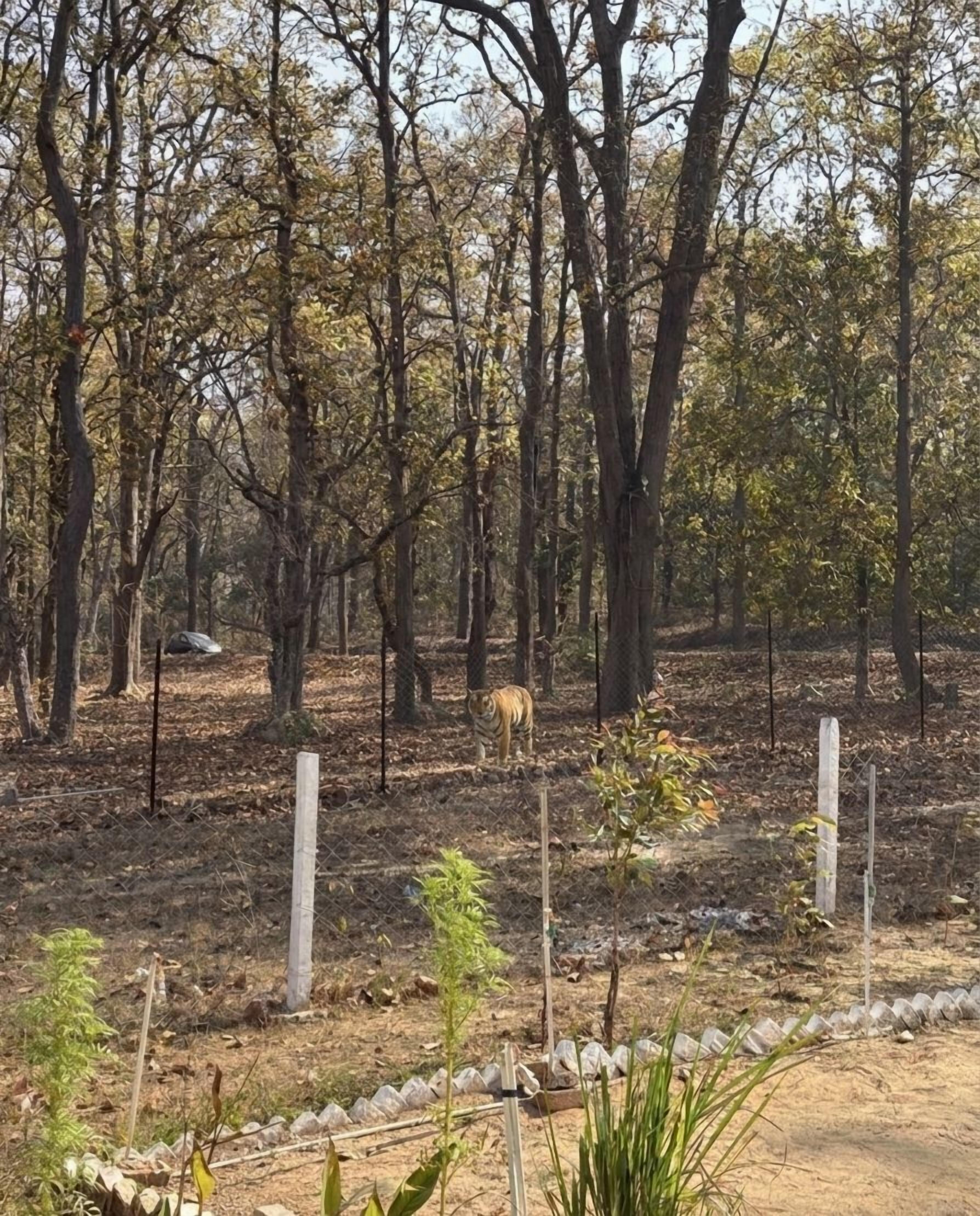 A tiger walking through a forested area with trees and a fence.