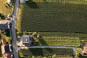 An aerial view of a vineyard with rows of grapevines, a road, and buildings. - Apartment Maruna with Mountain View, Private Terrace and Wi-Fi (Magrè allʼ Adige)