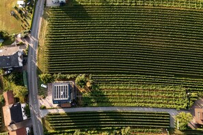 Vista aerea di un vigneto con filari di viti, una strada e degli edifici.