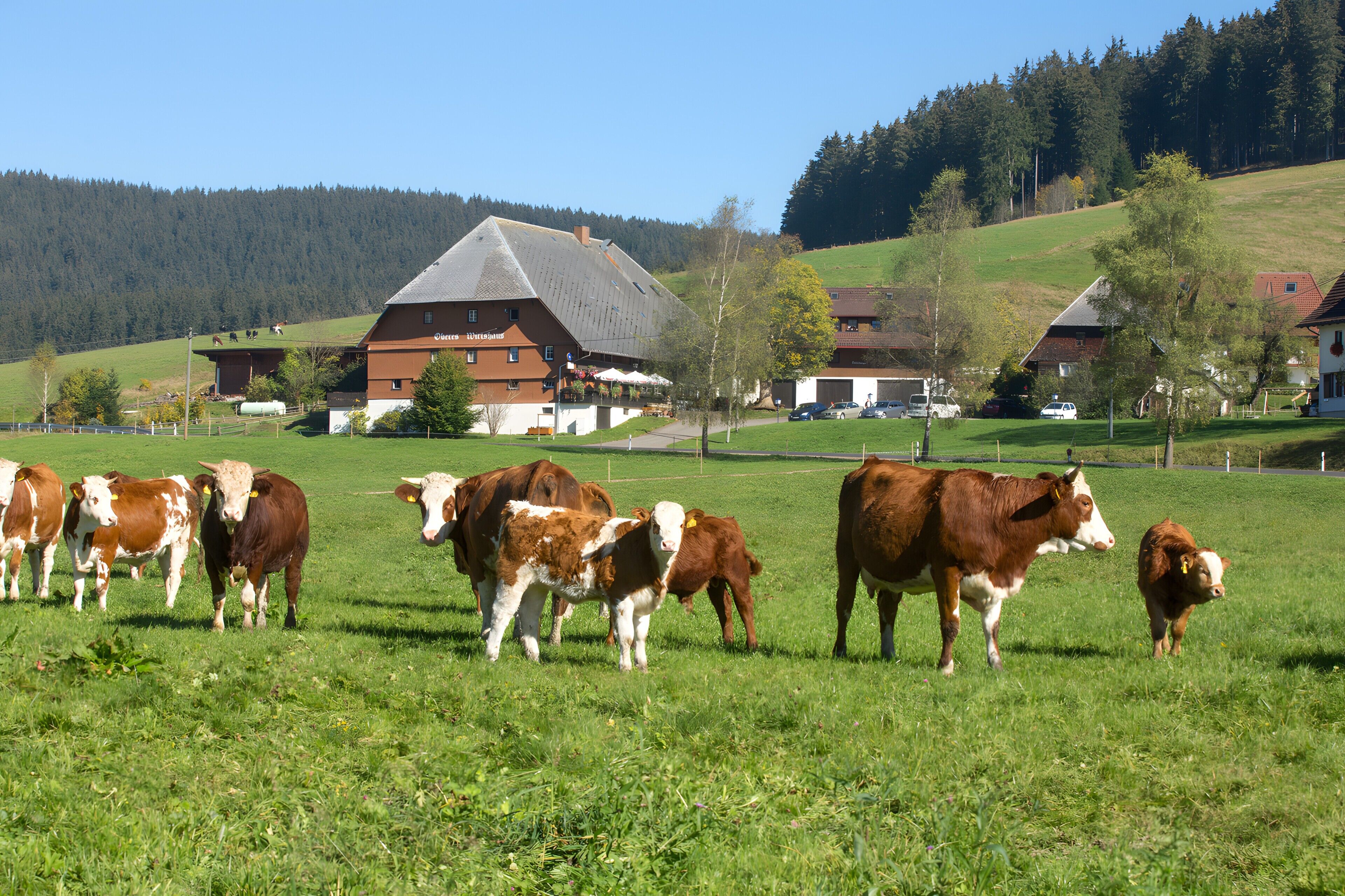 Paisagem rural com fazenda, vacas e casas.