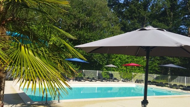 Een zwembadgedeelte met parasols, ligbedden en een palmpboom.