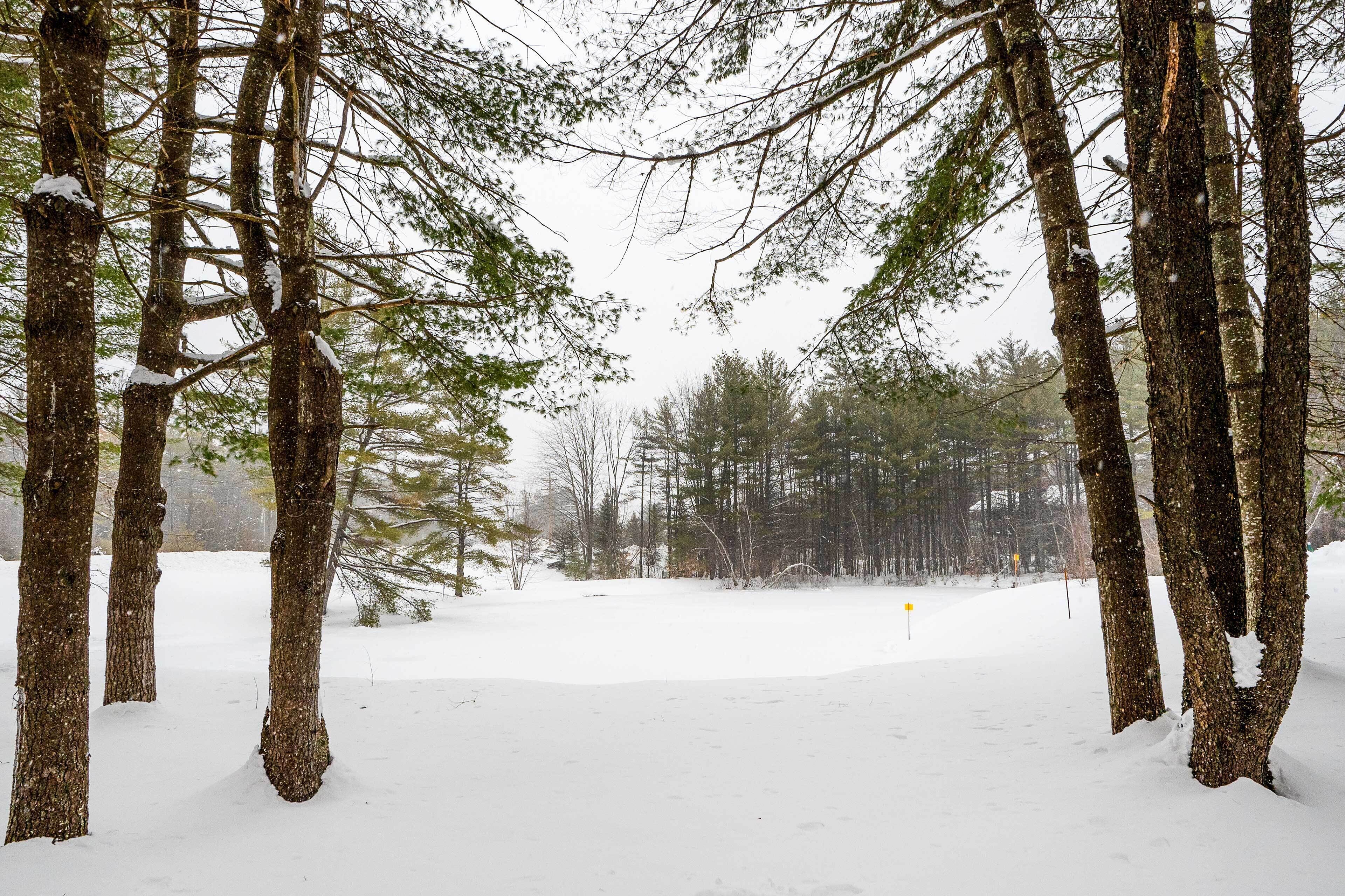 Un bosque nevado con árboles altos y un camino despejado.