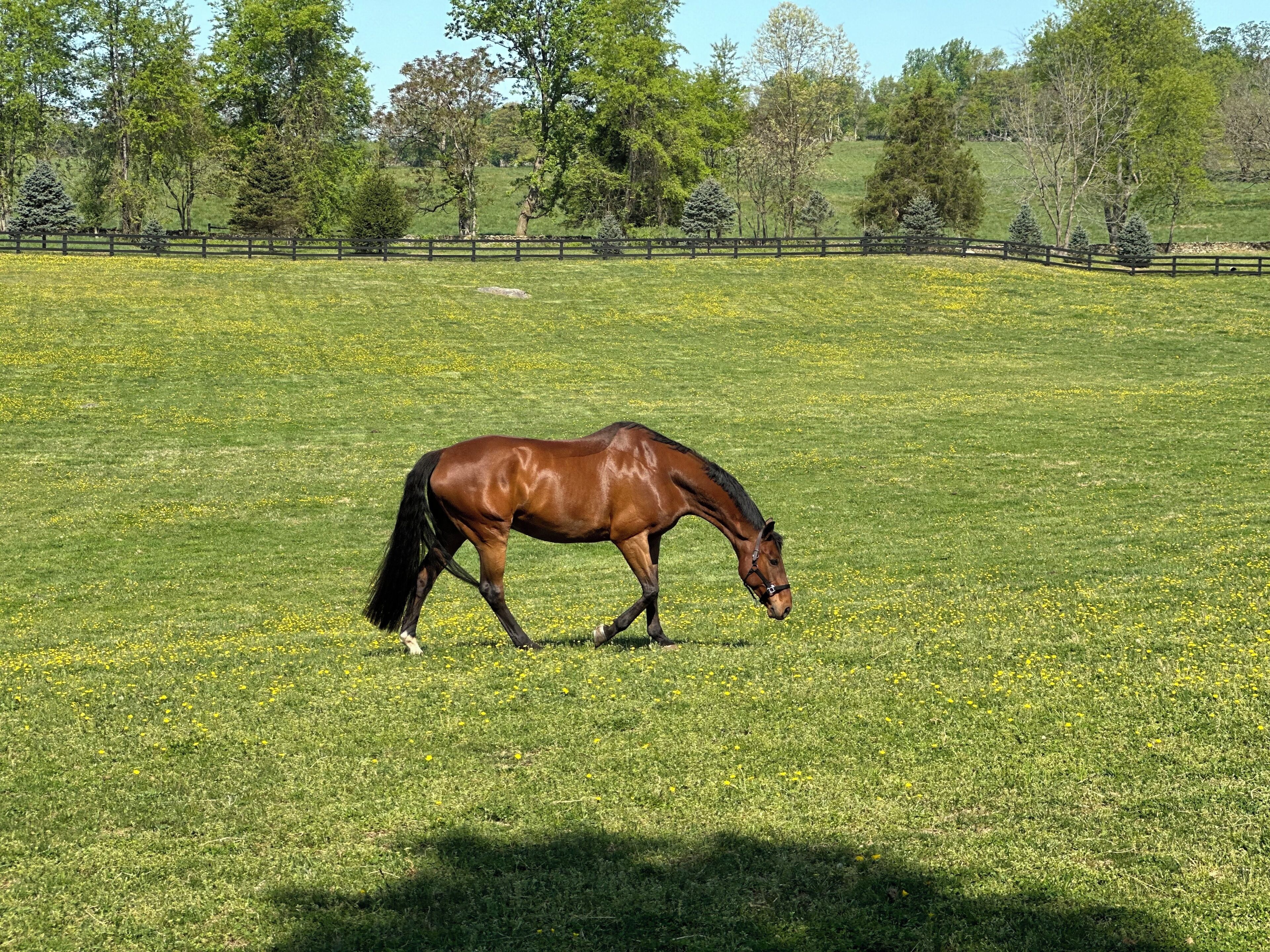 Un caballo pastando en un campo cubierto de hierba, con una valla de madera y árboles al fondo.