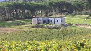 Un bâtiment moderne à la façade en pierre, entouré d’un vignoble et d’arbres.