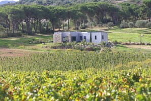 Property grounds - Villa Paolina - Calvi (Calvi)