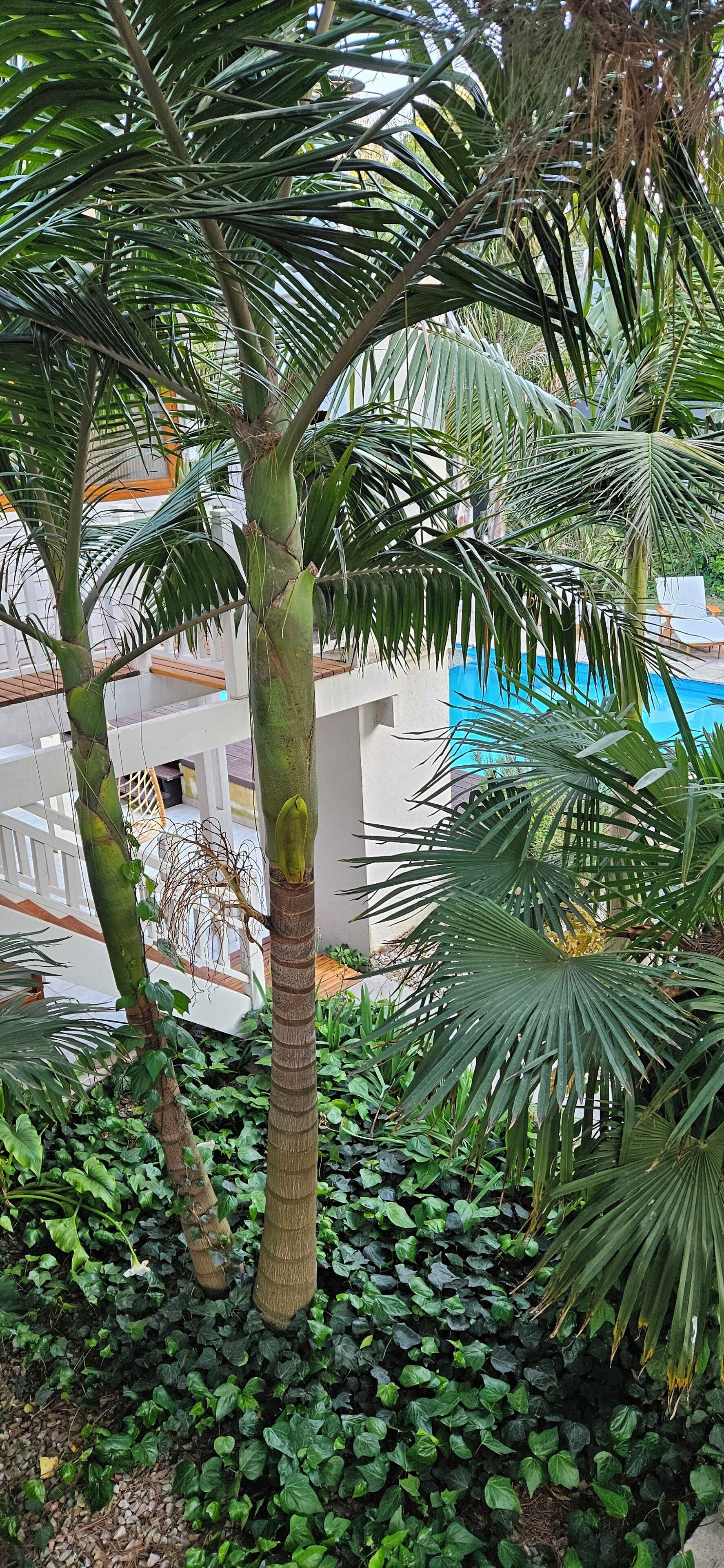 Una piscina al aire libre, sombrillas, sillones reclinables de piscina