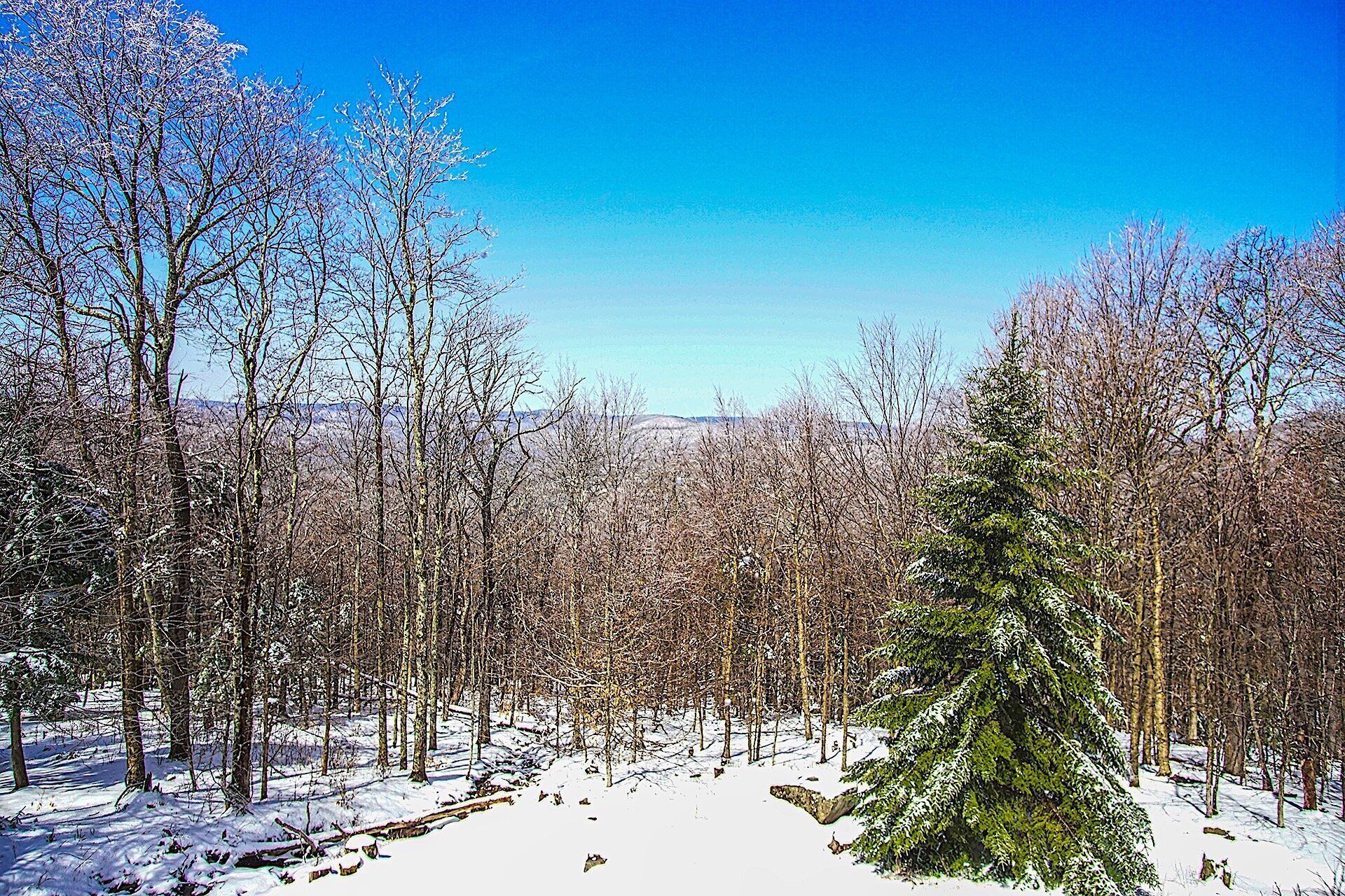 Une forêt enneigée, avec de grands arbres et un ciel bleu dégagé.