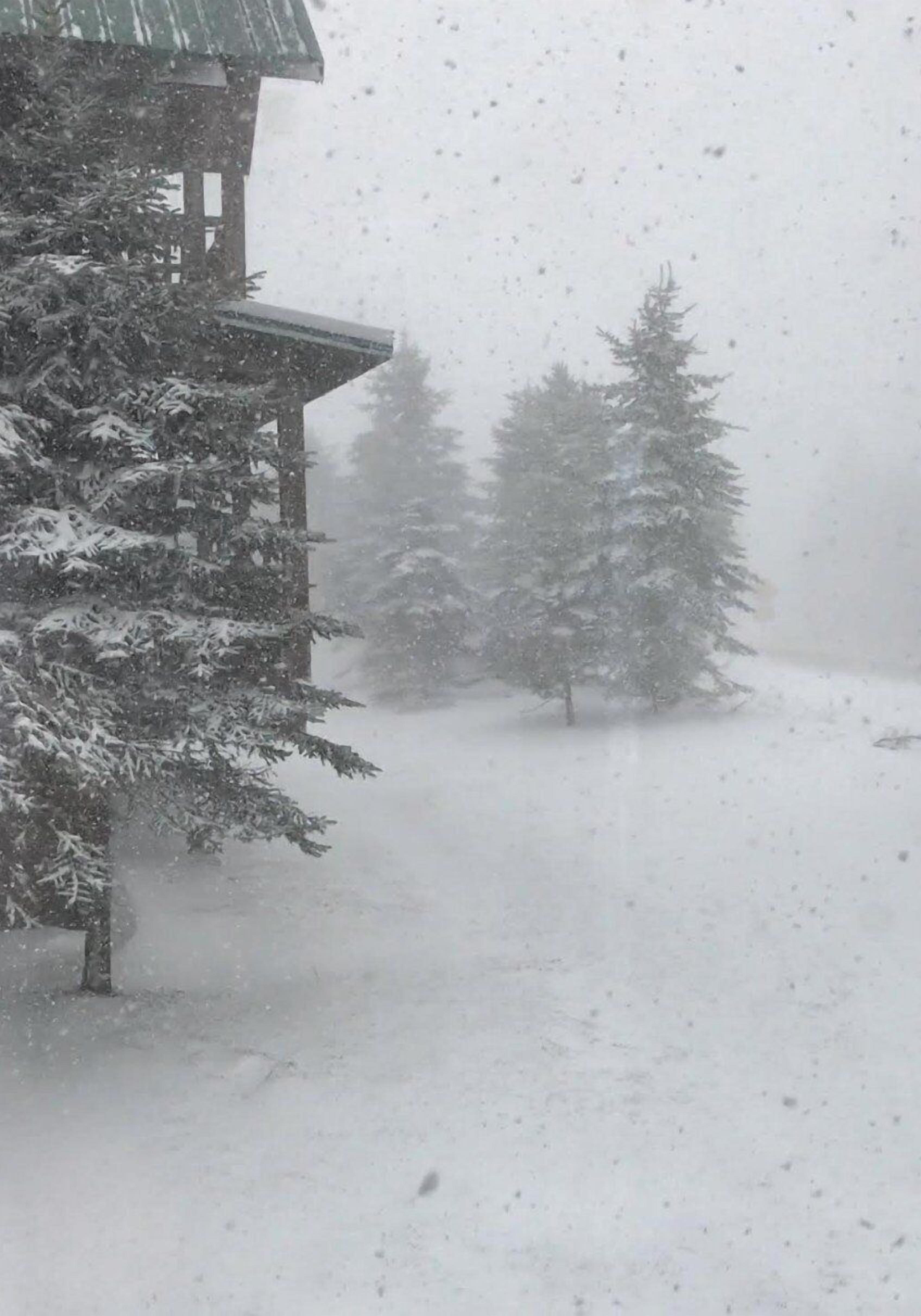 Paesaggio innevato con una baita di legno e alberi sempreverdi.