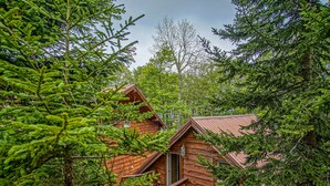 Eine Hütte, umgeben von dichtem Wald.
