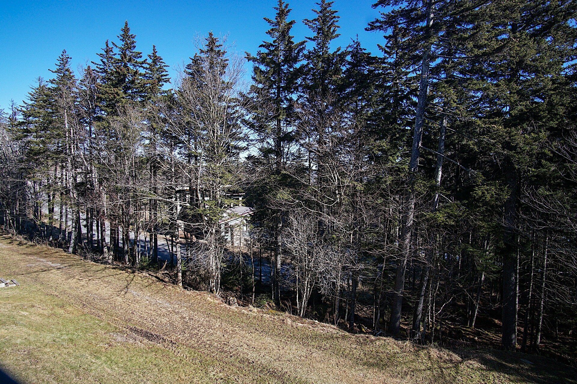 A forested area with a clear sky.