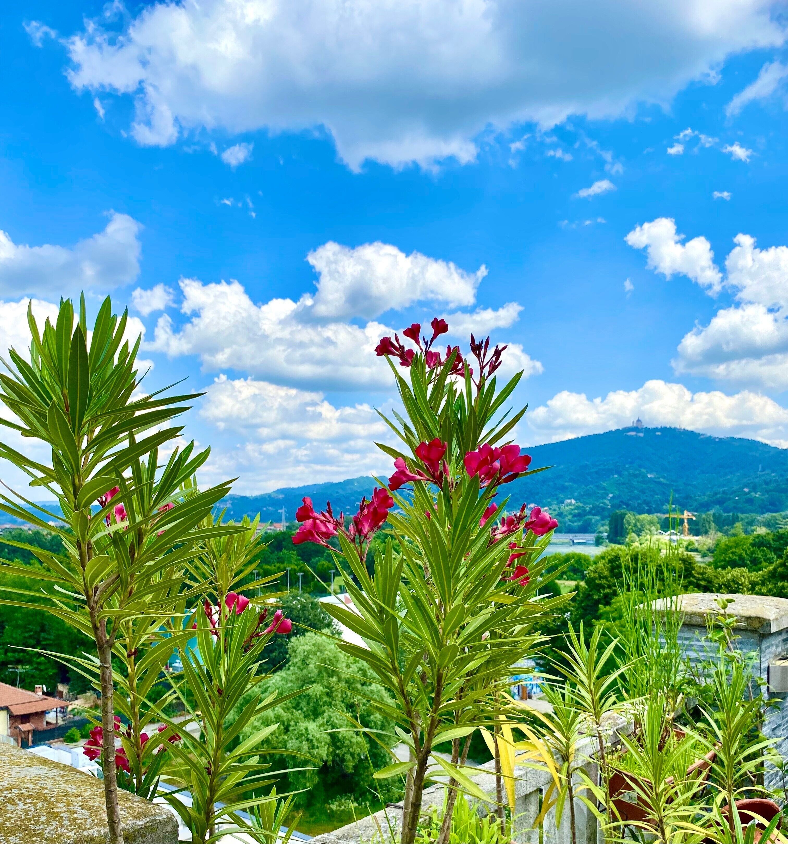 Un jardin agrémenté de plantes en fleurs, avec un paysage montagneux en arrière-plan.