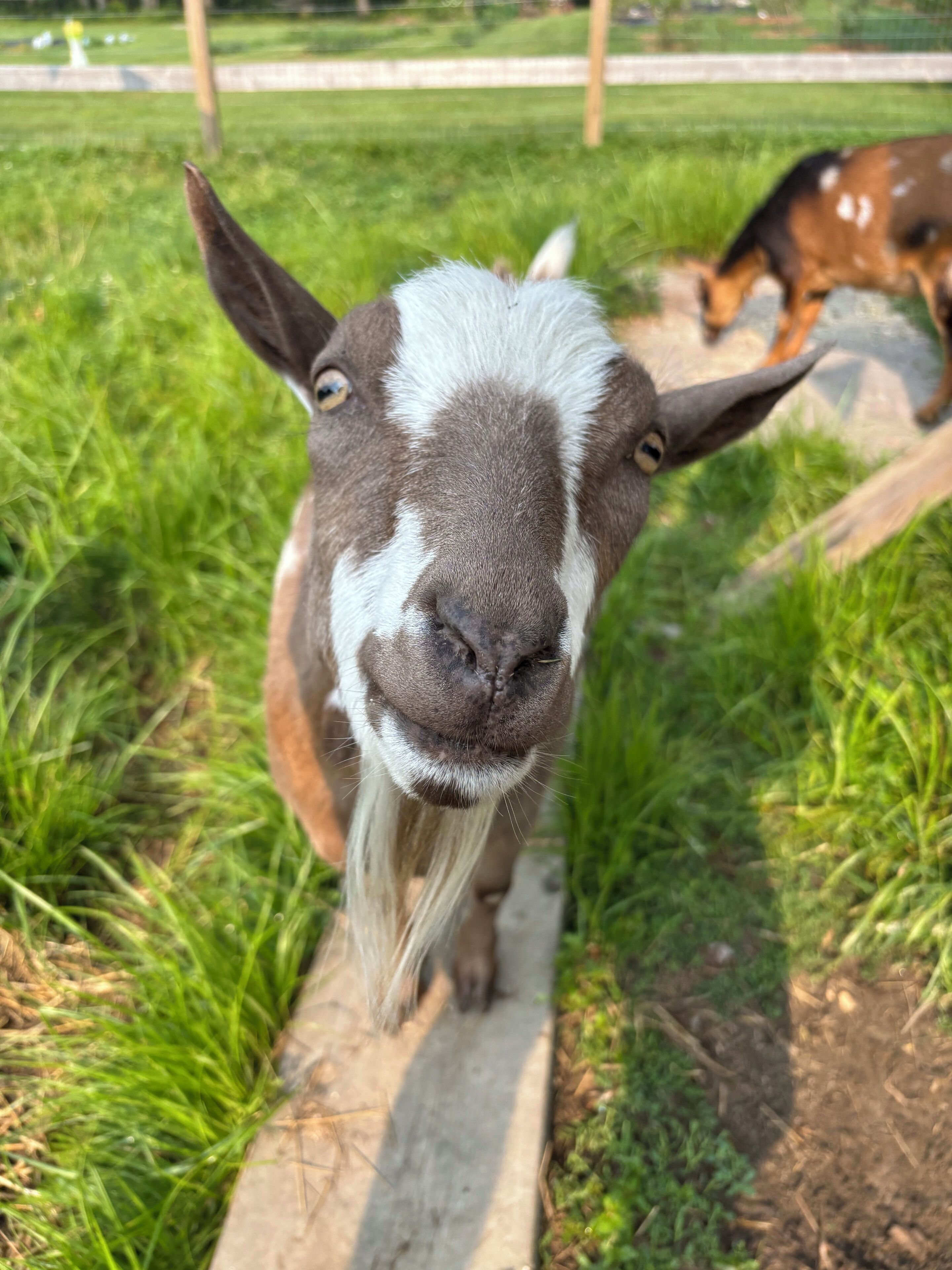 A close-up of a goat's face with a white and brown coat, standing on a concrete path with grass on either side.