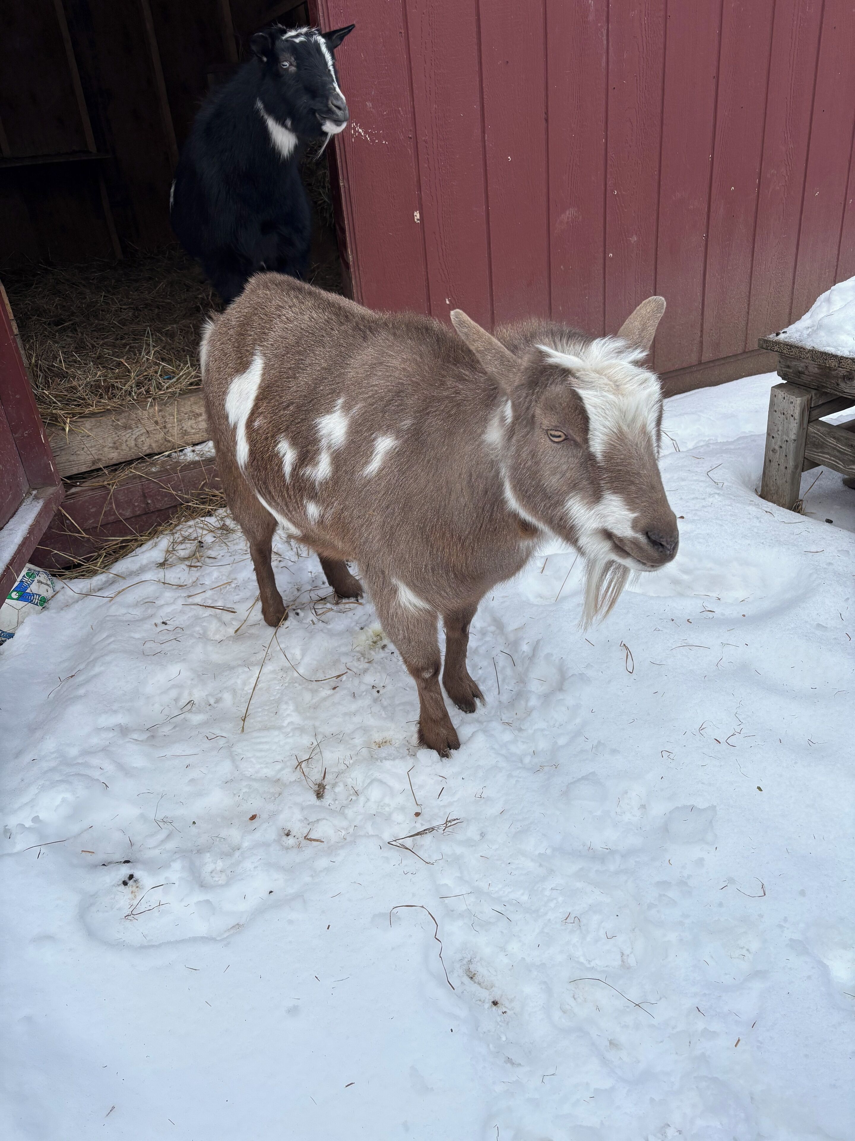 A goat standing in a snowy area with a wooden structure in the background.