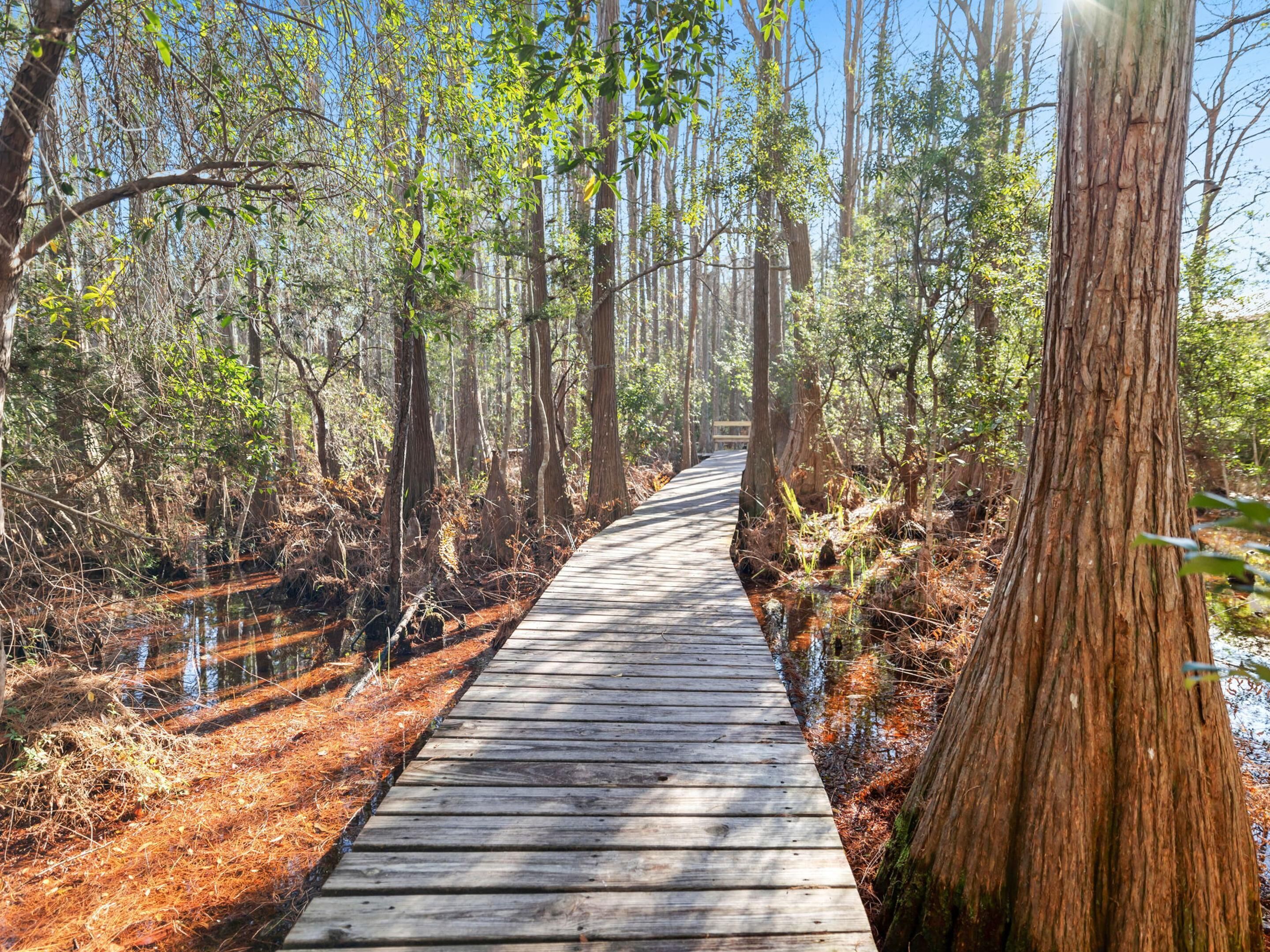Une promenade en bois qui traverse une forêt où les arbres sont hauts et le ciel est dégagé.