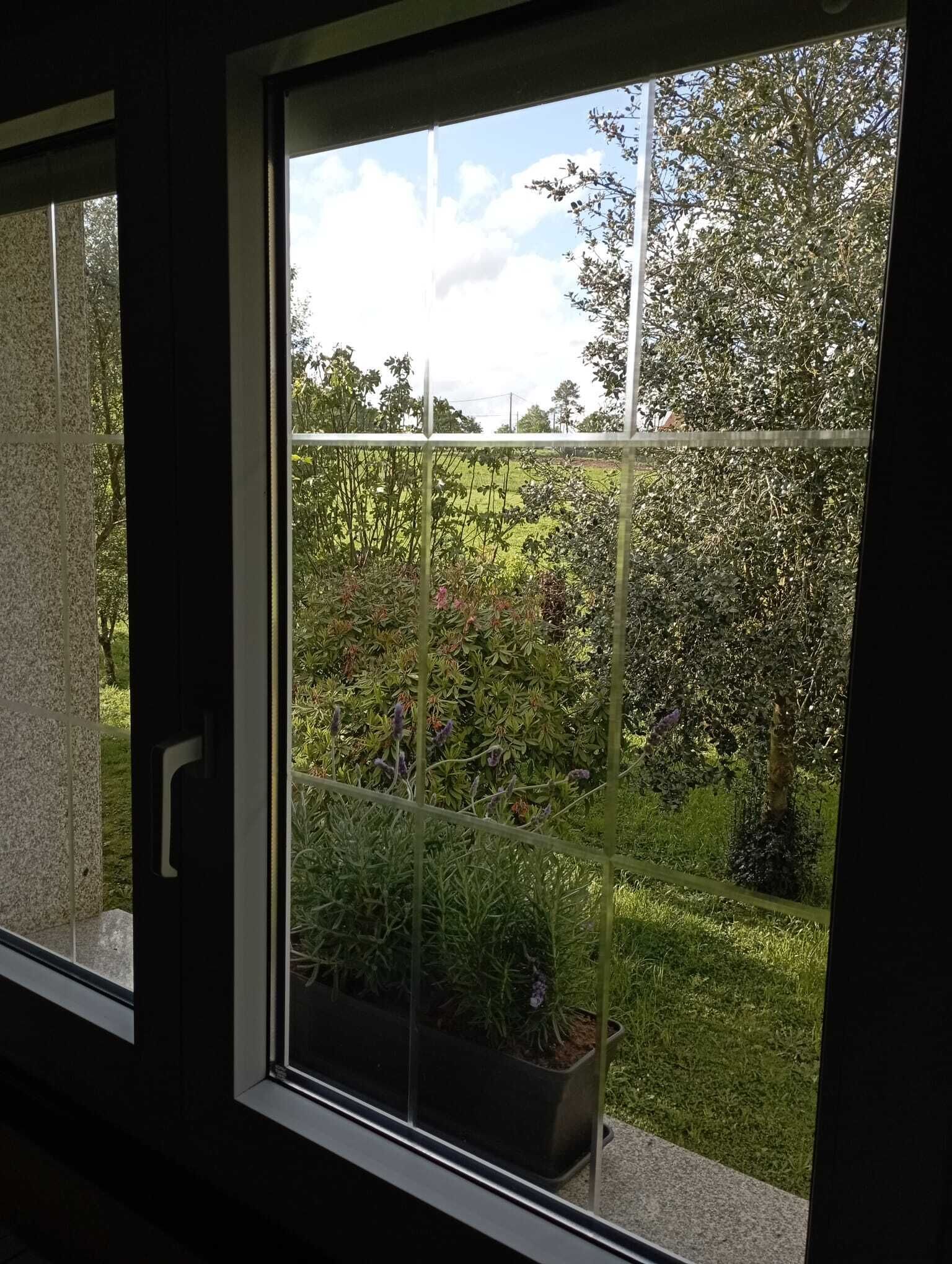 A window with a view of a garden and a tree.
