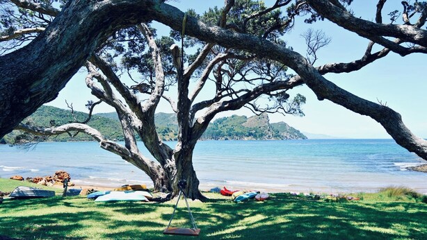 A large tree with a swing in a grassy area by a beach.