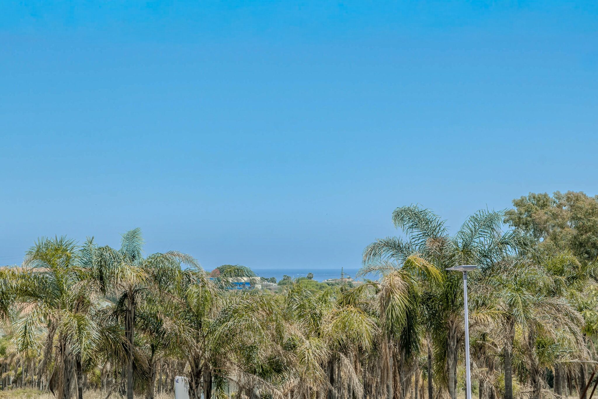 Paisaje costero con palmeras frondosas y cielo despejado.