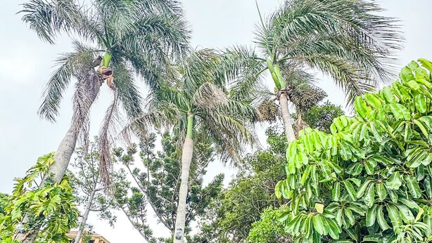 Un giardino con palme, arbusti diversi e un muro in pietra.