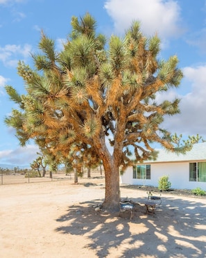 A large tree with dense foliage in front of a white building with a window and a door. - @Marbella Lane -  Charming Tranquil Hideaway (Yucca Valley)