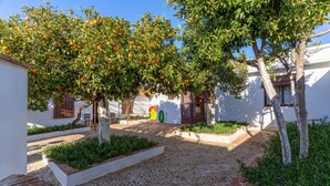 Un cortile con alberi d'arancio, pareti bianche e un vialetto in pietra.