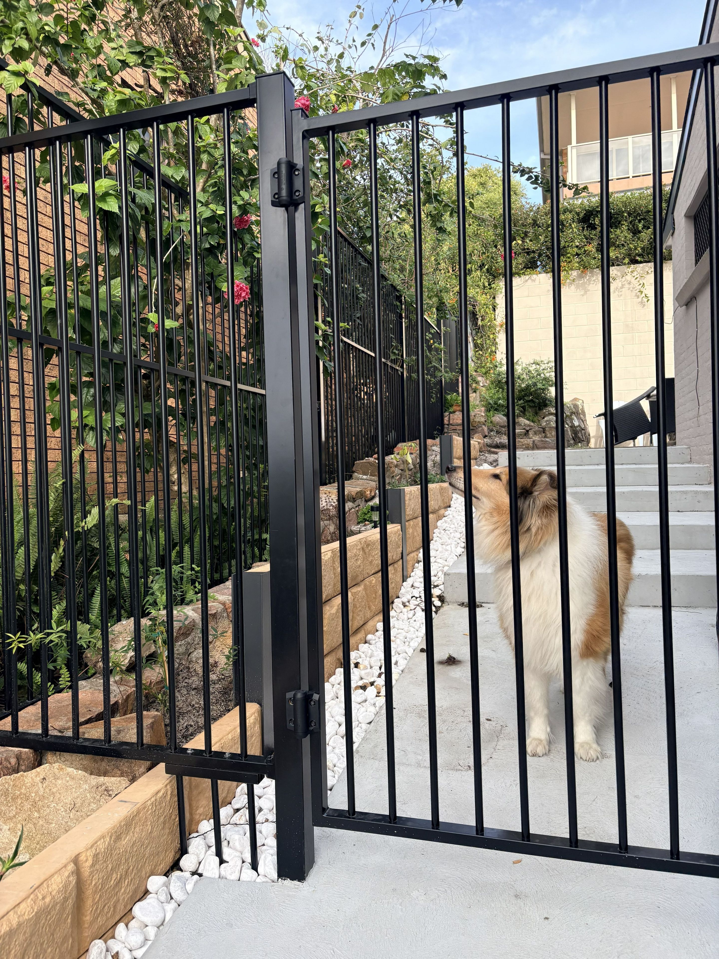 A black metal gate with a dog standing behind it.