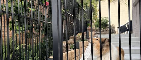 Une grille en métal noir avec un chien debout derrière.