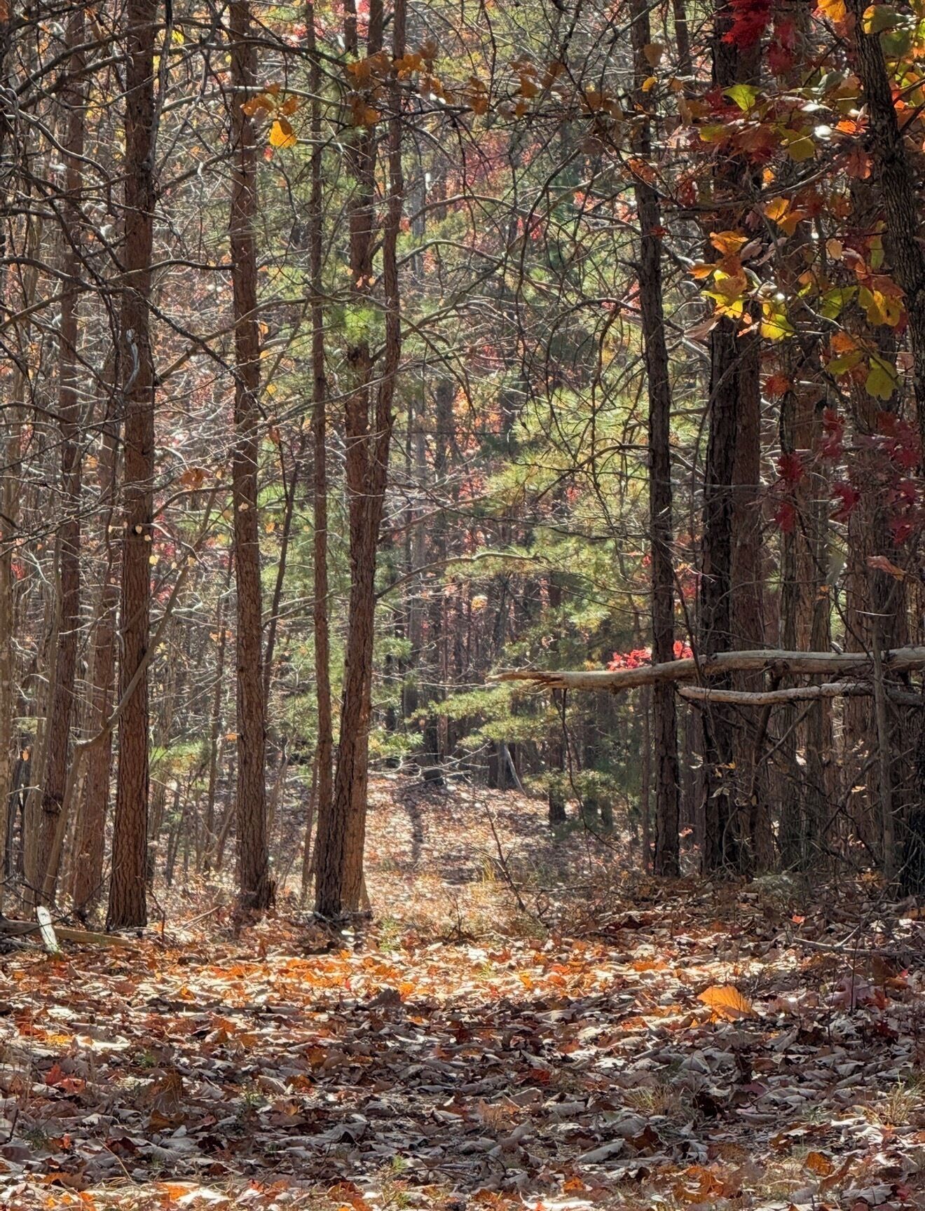 A forest with tall trees and a ground covered in fallen leaves.