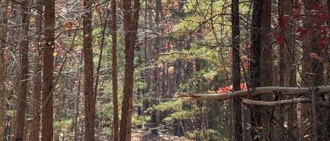 A forest with tall trees and a ground covered in fallen leaves.