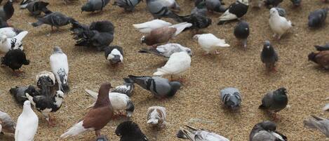 Un grand nombre de pigeons rassemblés sur une surface au sol.
