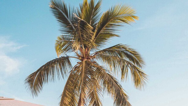 Een strandlounge met een palmpijlstaart, ligbedden en parasols met uitzicht op de zee.