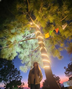 Exterior - The Pine Paradise (Kasauli)