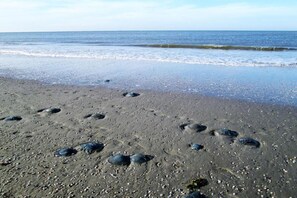 Ranta lähistöllä