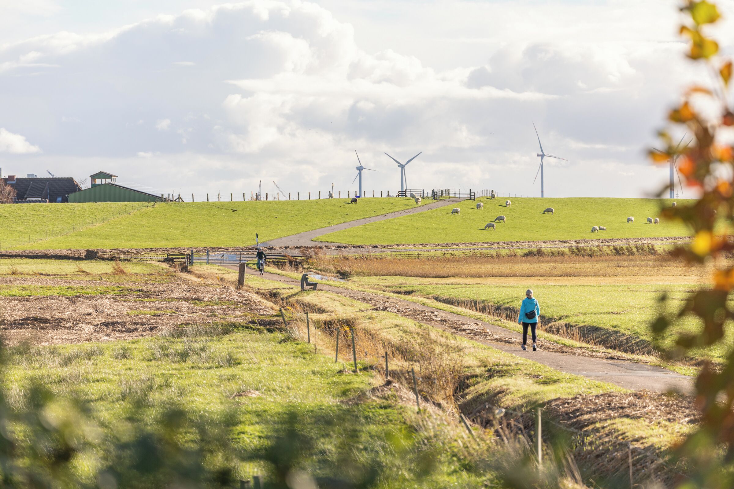 A rural landscape with wind turbines, a green field, and a dirt path.