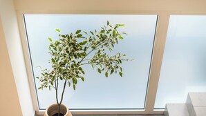 A potted plant with variegated leaves in a window sill. - Athens Secluded Apartment A, Athens Secluded Apartments (Athens)