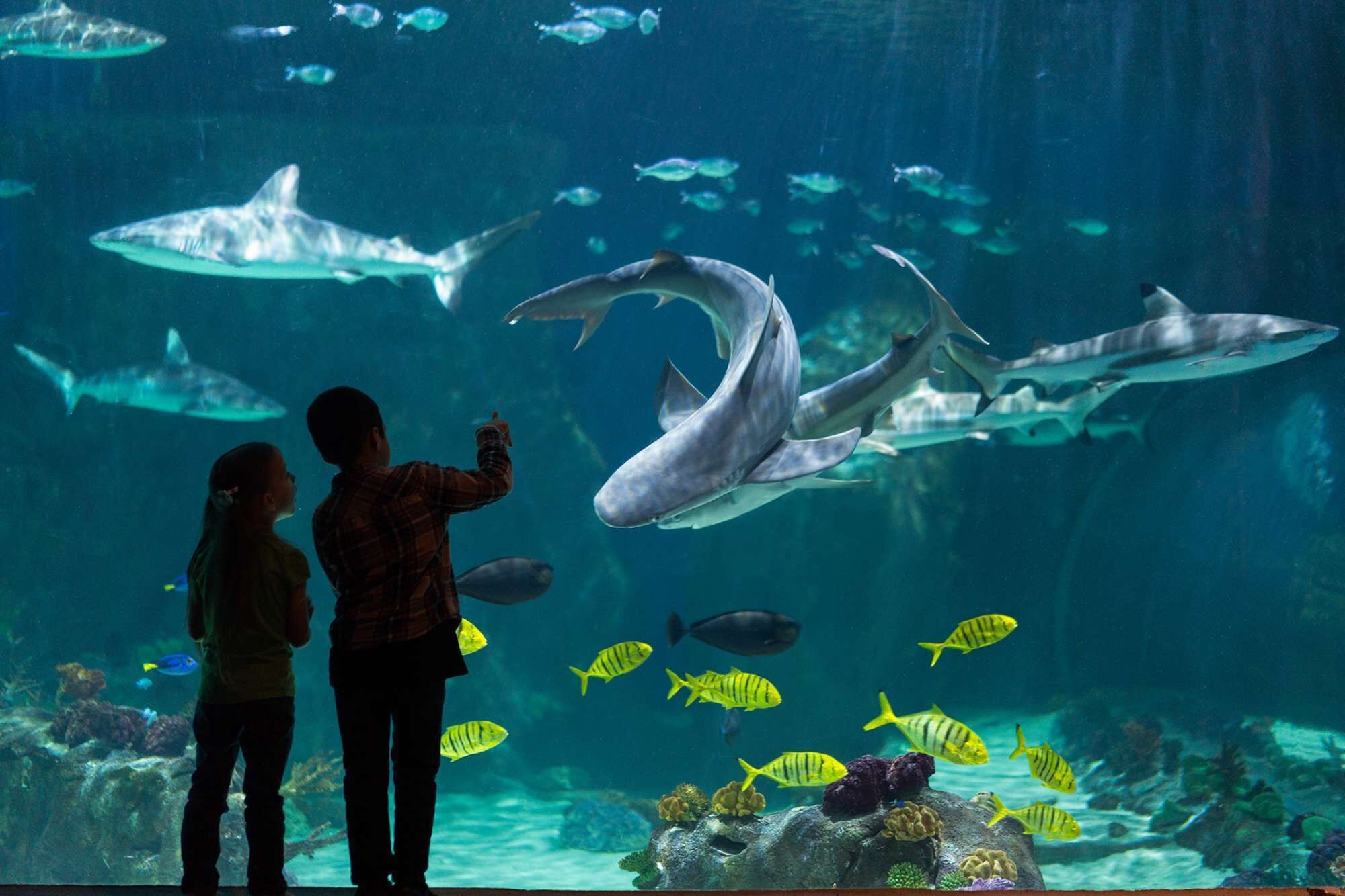 An aquarium with sharks and various fish species.