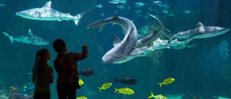 An aquarium with sharks and various fish species.