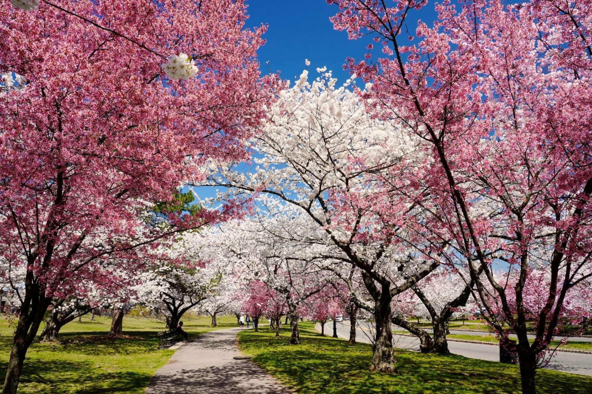 A park with cherry blossom trees in full bloom, a paved walkway, and a clear blue sky.