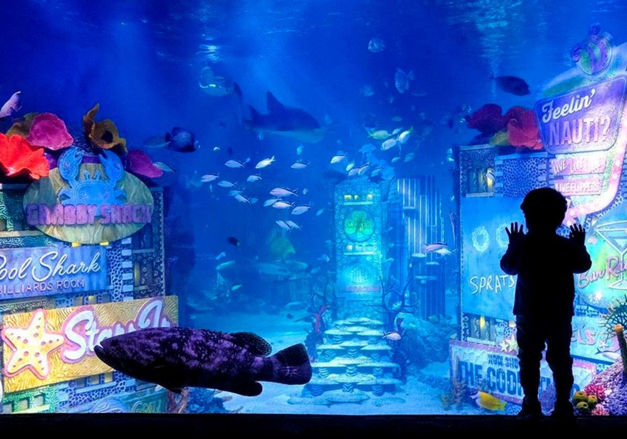 Acuario submarino con diversos peces y un niño observando.