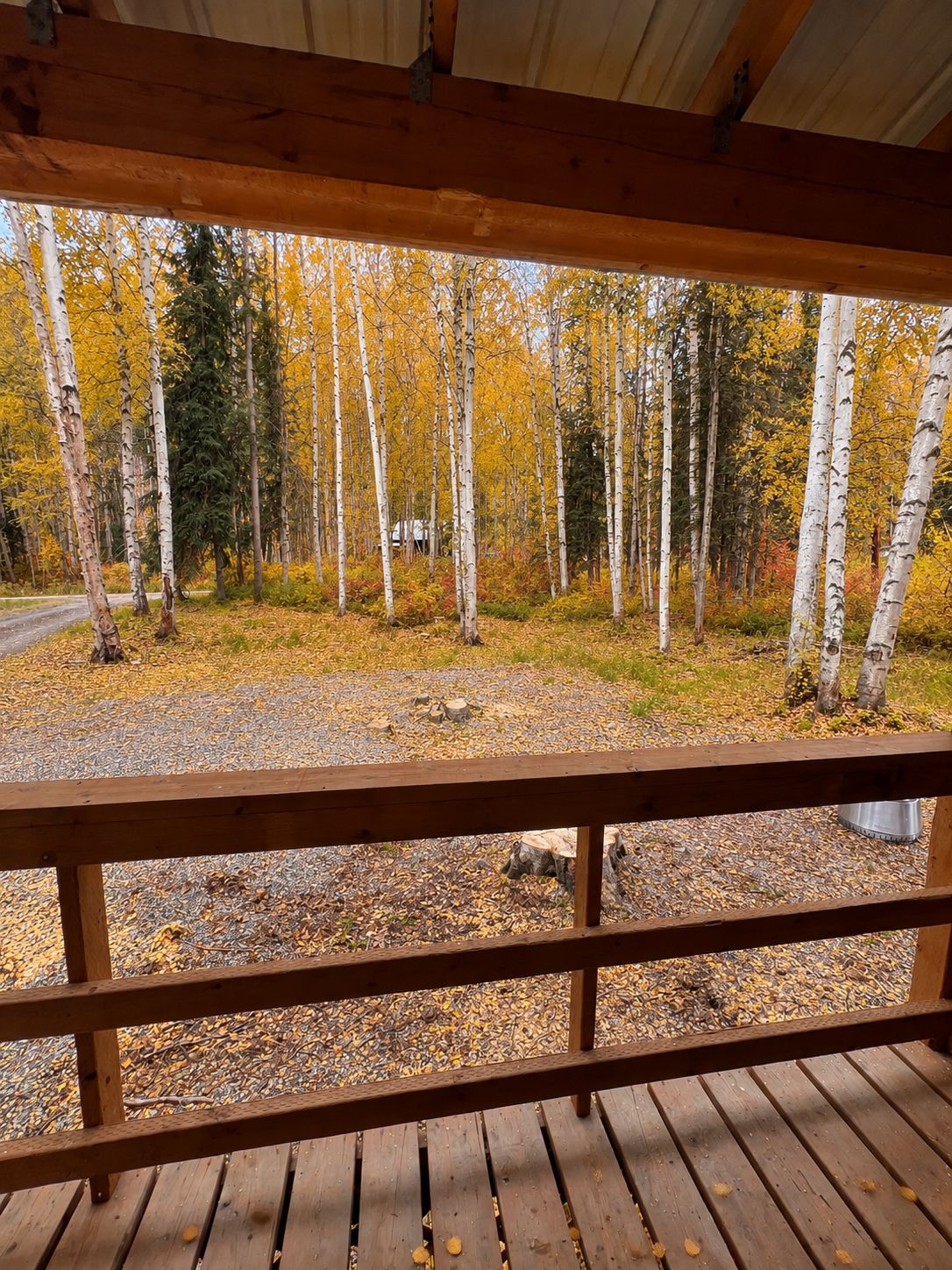 Une terrasse en bois offrant une vue sur une zone boisée, avec des bouleaux et un chemin de gravier.