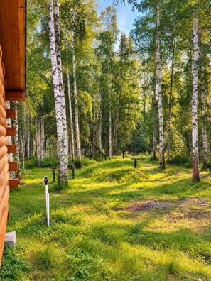 Ein bewaldetes Gebiet mit Birken und einer Holzhütte mit Treppe.