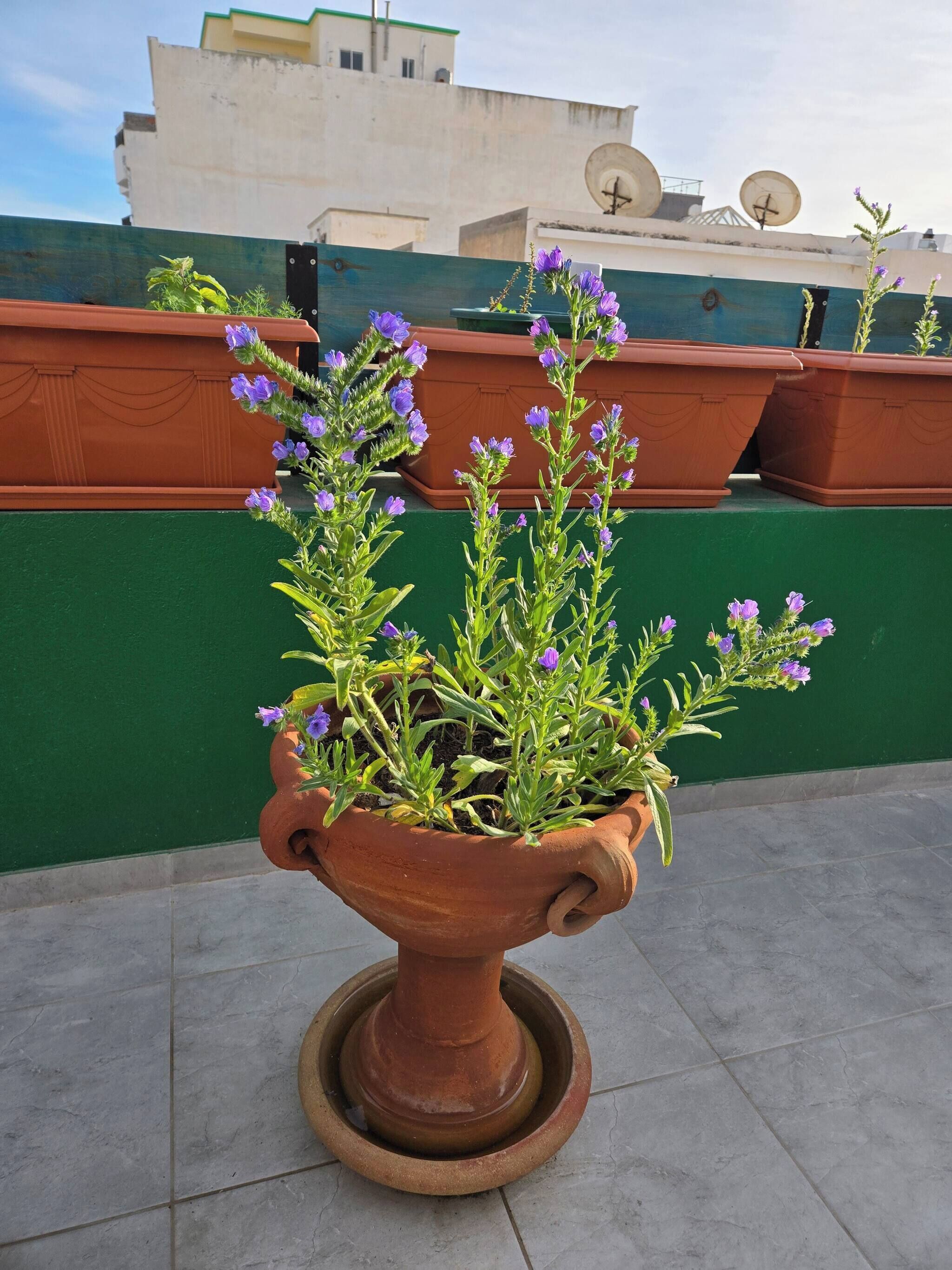 Apartment, 2 Bedrooms, Smoking, Balcony | Property grounds